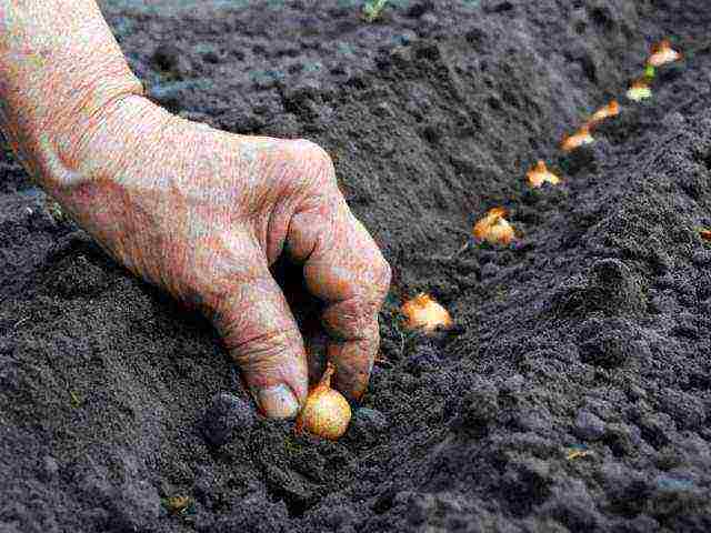 family onions for greens planting and care in the open field