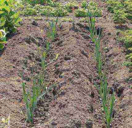 family onions for greens planting and care in the open field