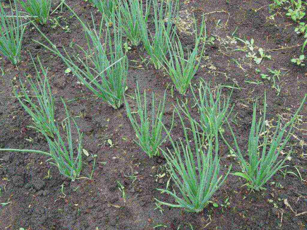 family onions for greens planting and care in the open field