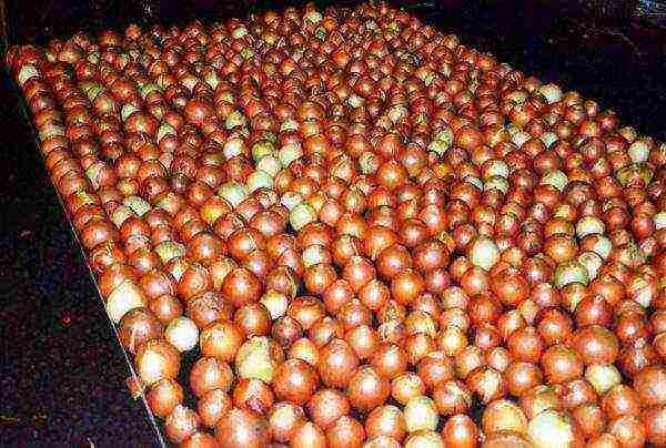 family onions for greens planting and care in the open field