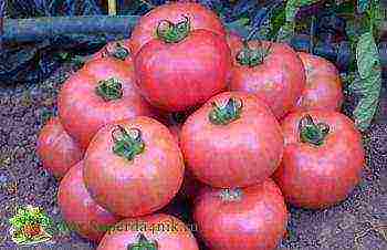 Semko tomatoes are the best varieties