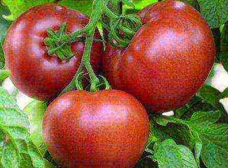 Semko tomatoes are the best varieties