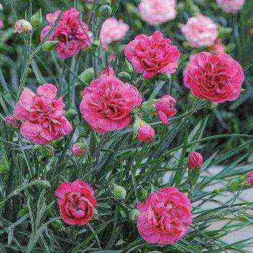 pagtatanim at pangangalaga ng shabo carnation sa bukas na bukid