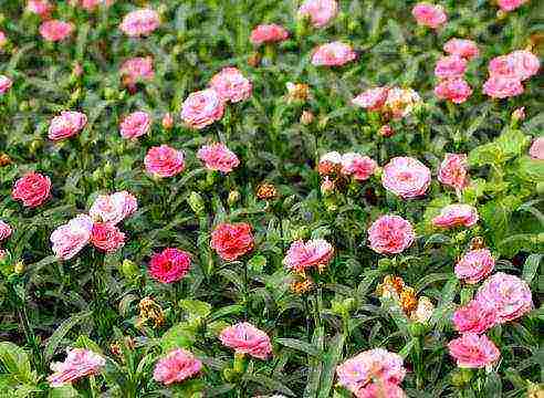 pagtatanim at pangangalaga ng shabo carnation sa bukas na bukid