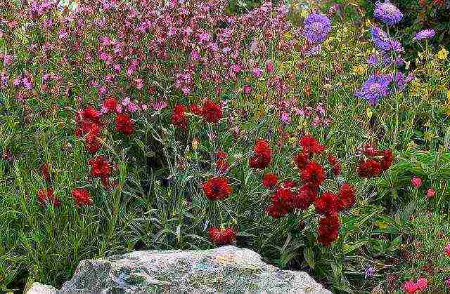 shabo carnation planting and care in the open field