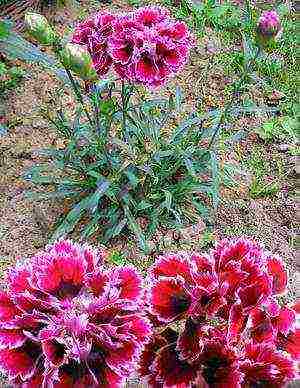 pagtatanim at pangangalaga ng shabo carnation sa bukas na bukid