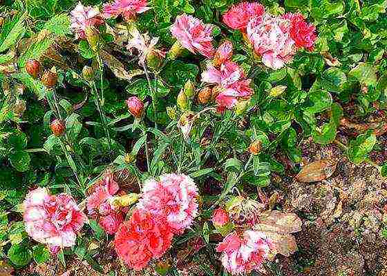 pagtatanim at pangangalaga ng shabo carnation sa bukas na bukid