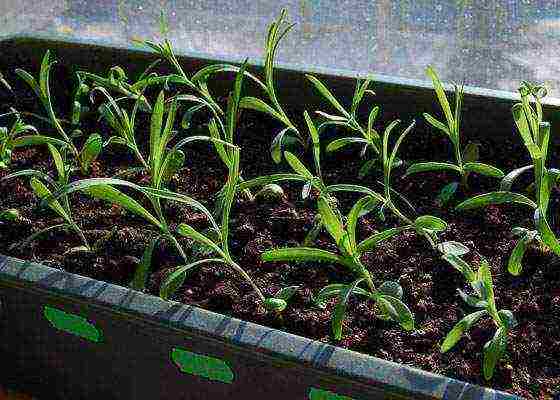 pagtatanim at pangangalaga ng shabo carnation sa bukas na bukid