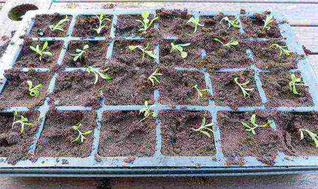 shabo carnation planting and care in the open field