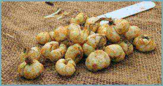 chess hazel grouse planting and care in the open field in the fall