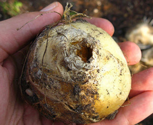 chess hazel grouse planting and care in the open field in the fall