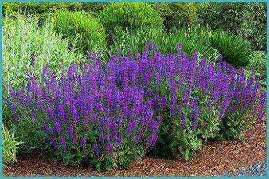 sage perennial planting and care in the open field