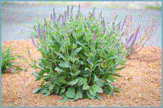 sage perennial planting and care in the open field