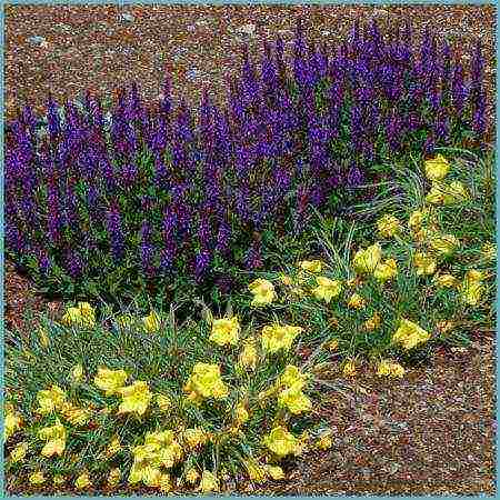 sage perennial planting and care in the open field