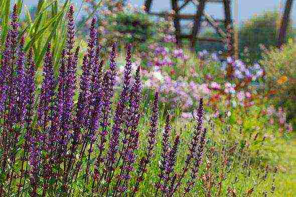 sage perennial planting and care in the open field