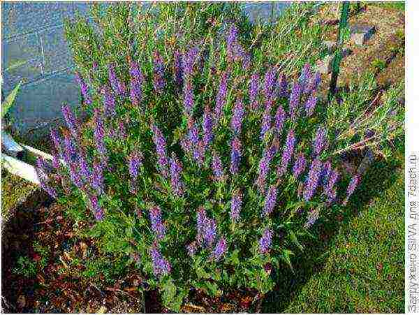 sage perennial planting and care in the open field