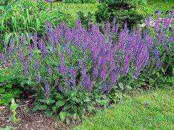 sage vegetable planting and care in the open field