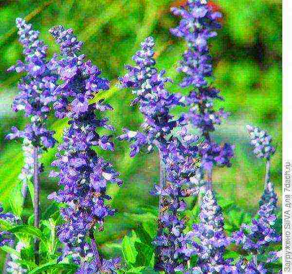 sage vegetable planting and care in the open field