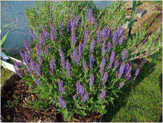 sage vegetable planting and care in the open field