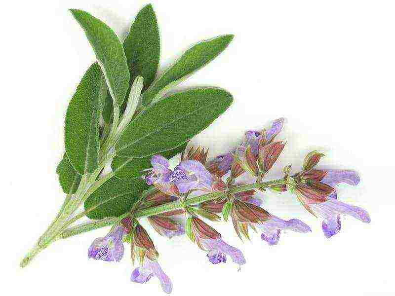 we grow sage in the country a favorable neighborhood