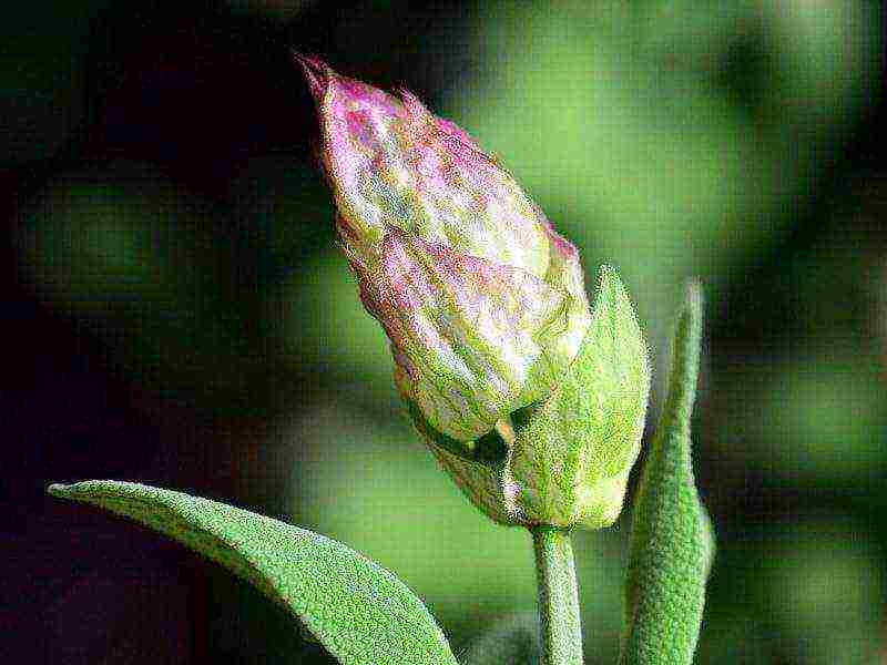 we grow sage in the country a favorable neighborhood