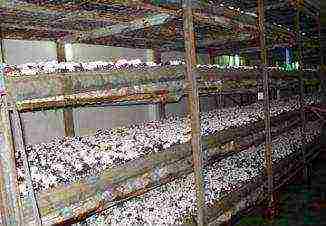 mushrooms how to grow on an industrial scale