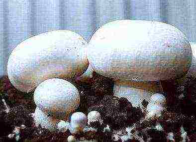 mushrooms can be grown on manure because they