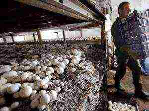 mushrooms can be grown on manure because they