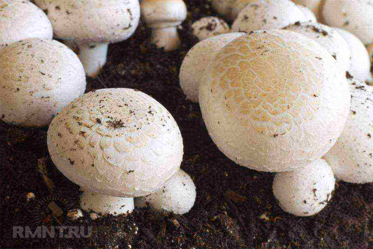 champignons are grown on human excreta