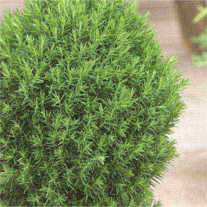 أصناف thuja كروية هي الأفضل