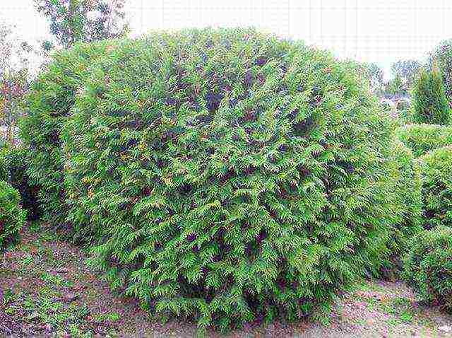 spherical thuja varieties ang pinakamahusay