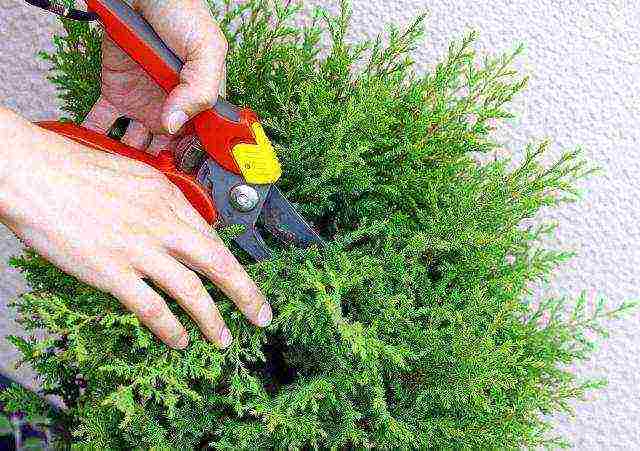 أصناف thuja كروية هي الأفضل