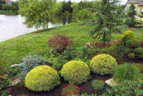 spherical thuja varieties are the best