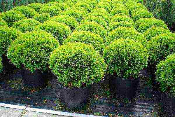 spherical thuja varieties ang pinakamahusay