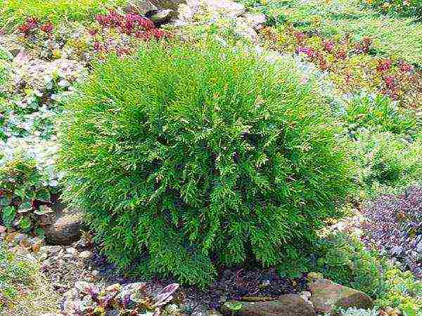 أصناف thuja كروية هي الأفضل