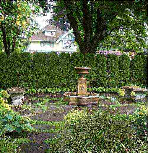 spherical thuja varieties are the best