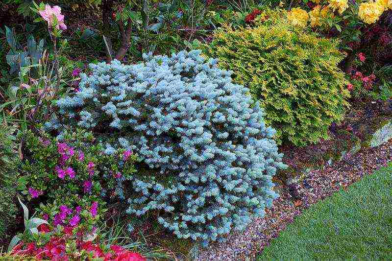 spherical thuja varieties are the best