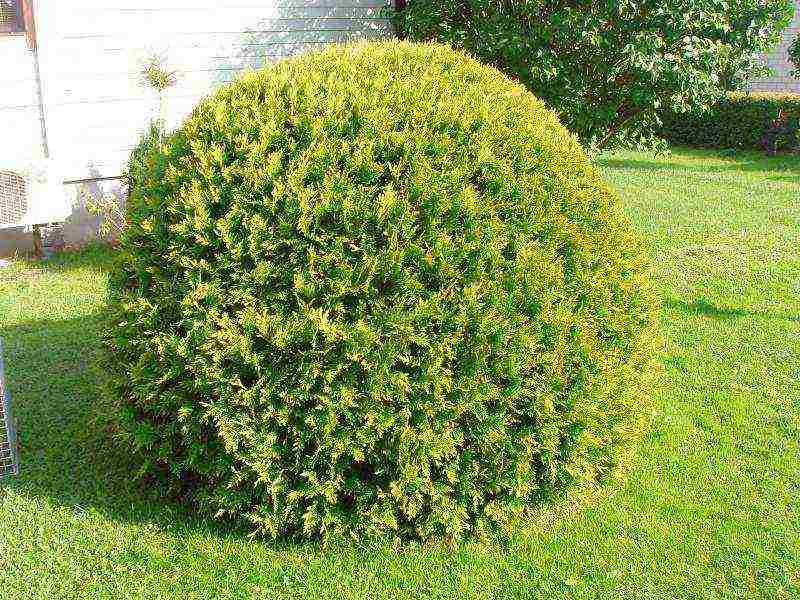 spherical thuja varieties ang pinakamahusay