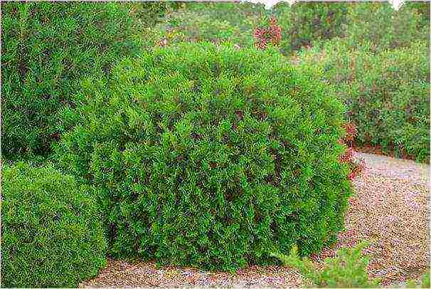 spherical thuja varieties ang pinakamahusay