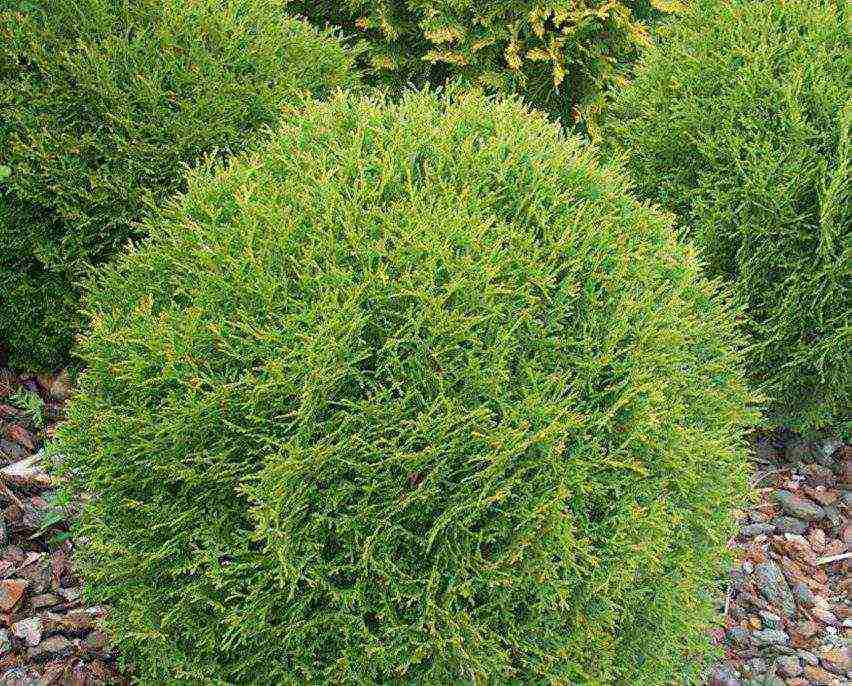 spherical thuja varieties ang pinakamahusay