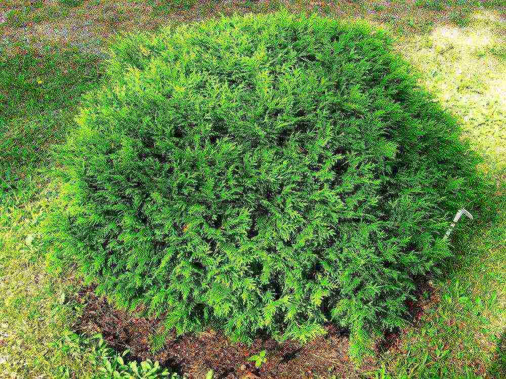 spherical thuja varieties ang pinakamahusay