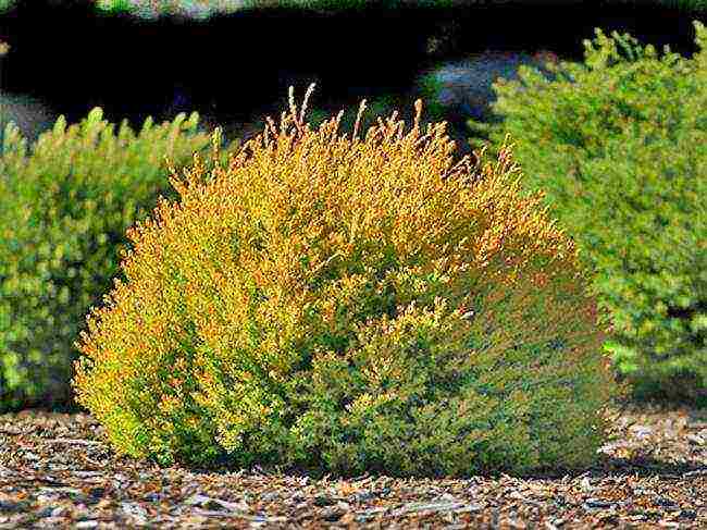 أصناف thuja كروية هي الأفضل