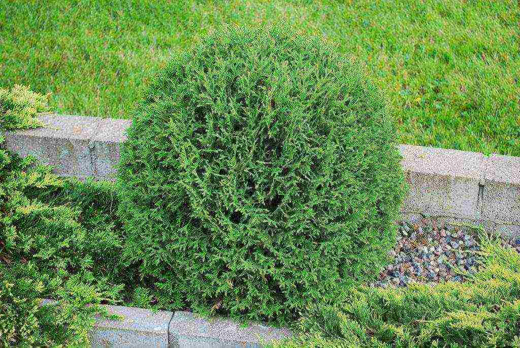 spherical thuja varieties are the best