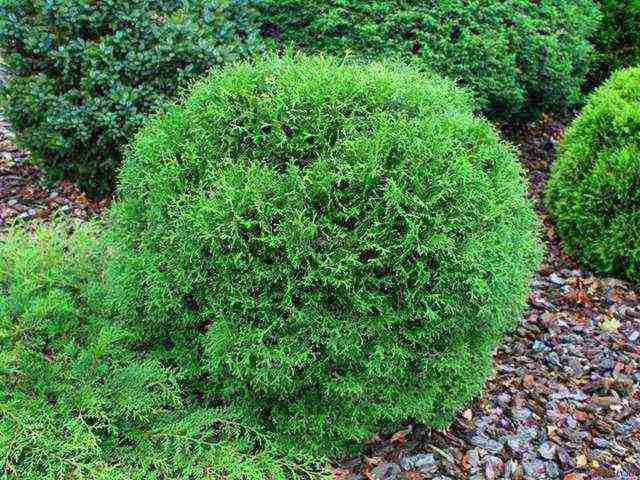 أصناف thuja كروية هي الأفضل