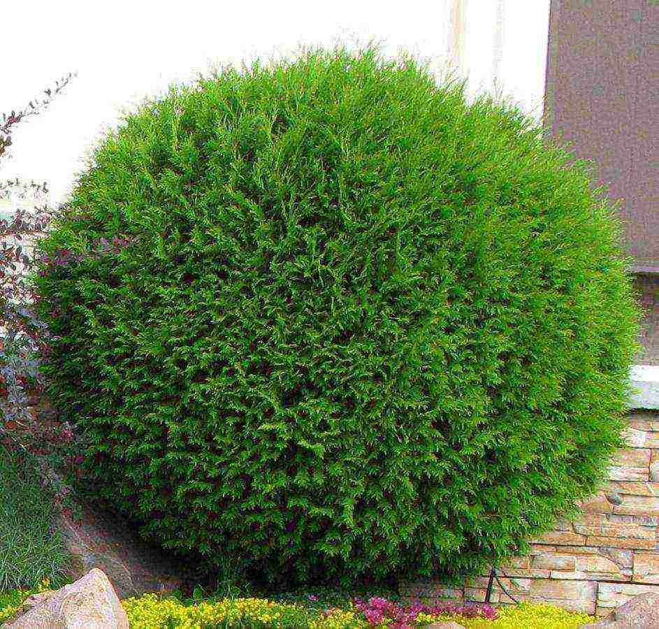 أصناف thuja كروية هي الأفضل