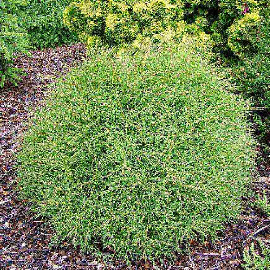 spherical thuja varieties are the best