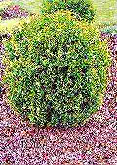 أصناف thuja كروية هي الأفضل