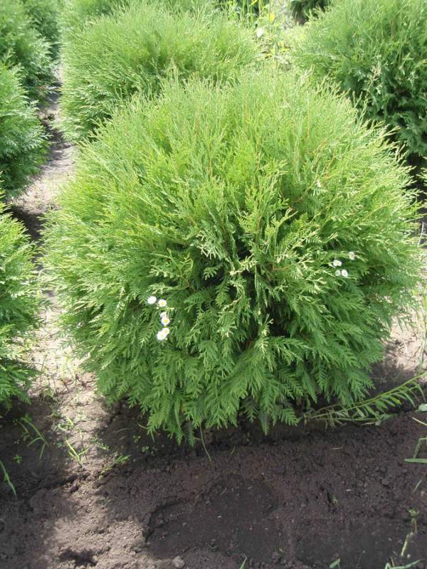 أصناف thuja كروية هي الأفضل