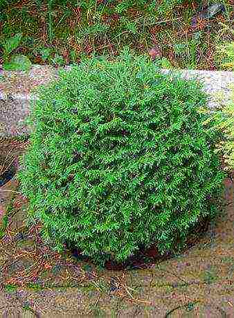 spherical thuja varieties ang pinakamahusay