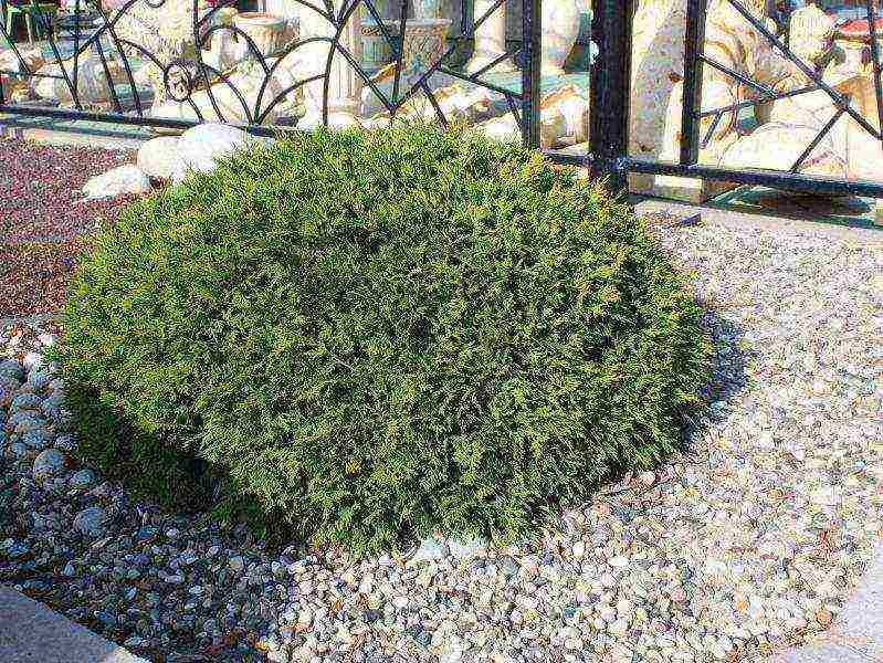 أصناف thuja كروية هي الأفضل